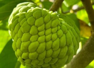 ಏಕ ಮಾರುಕಟ್ಟೆ ಮೇಲೆ ಅವಲಂಬನೆ ತರುವ ಸಂಕಷ್ಟ
