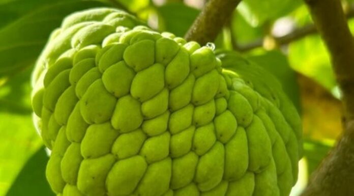 ಏಕ ಮಾರುಕಟ್ಟೆ ಮೇಲೆ ಅವಲಂಬನೆ ತರುವ ಸಂಕಷ್ಟ