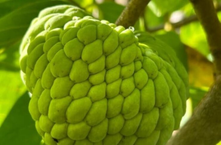 ಏಕ ಮಾರುಕಟ್ಟೆ ಮೇಲೆ ಅವಲಂಬನೆ ತರುವ ಸಂಕಷ್ಟ