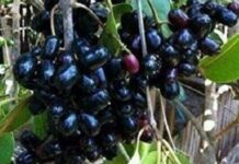 ನೇರಳೆಹಣ್ಣು ಸಮೃದ್ಧತೆ ಬರಗಾಲ ಮುನ್ಸೂಚನೆಯೇ ?