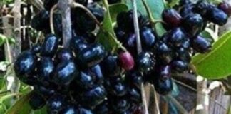 ನೇರಳೆಹಣ್ಣು ಸಮೃದ್ಧತೆ ಬರಗಾಲ ಮುನ್ಸೂಚನೆಯೇ ?