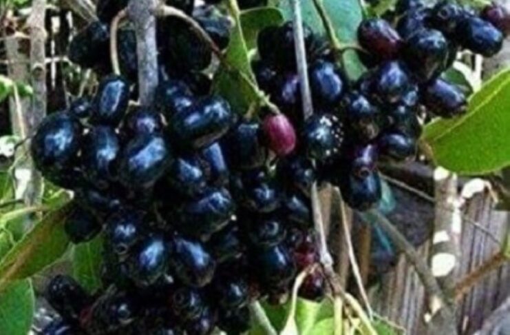 ನೇರಳೆಹಣ್ಣು ಸಮೃದ್ಧತೆ ಬರಗಾಲ ಮುನ್ಸೂಚನೆಯೇ ?