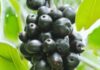Does a Bumper Jamun (Black Plum) Harvest Signal a Drought?