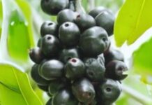 Does a Bumper Jamun (Black Plum) Harvest Signal a Drought?