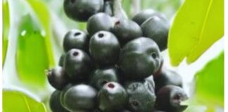 Does a Bumper Jamun (Black Plum) Harvest Signal a Drought?