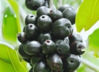 Does a Bumper Jamun (Black Plum) Harvest Signal a Drought?