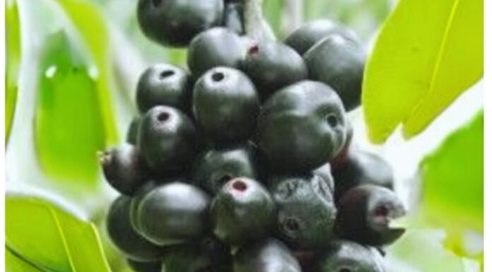 Does a Bumper Jamun (Black Plum) Harvest Signal a Drought?