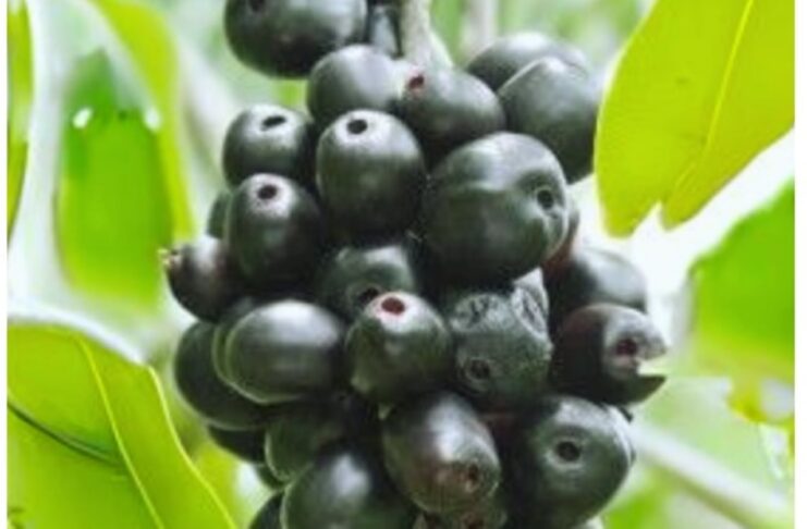 Does a Bumper Jamun (Black Plum) Harvest Signal a Drought?