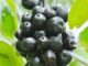 Does a Bumper Jamun (Black Plum) Harvest Signal a Drought?